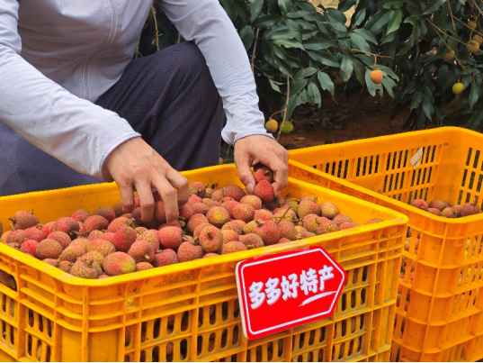 拼多多發布Q1財報，趙佳臻：“千億扶持”只動真格，要為中小商家托底